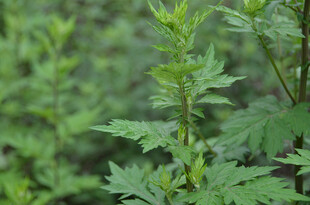 野外嫩绿的荨麻植株