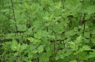 野生蒿草翠绿繁茂的植物叶片