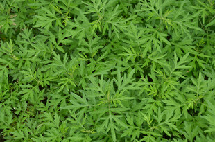 翠绿繁茂的鲜嫩植物