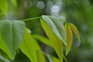 嫩绿枝叶展现盎然生机