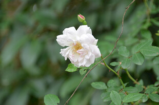 白色蔷薇花绽放