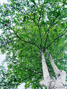 树
