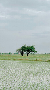 广袤田野中的孤独树木
