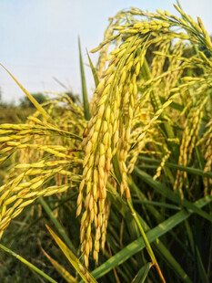 金黄饱满的成熟稻穗