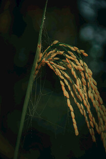 成熟稻穗特写