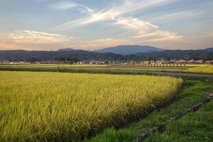金黄稻田与远山美景