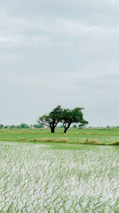 广袤田野中的孤独树木