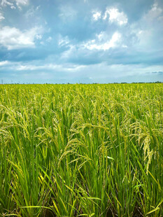 广袤绿野上的生机稻田
