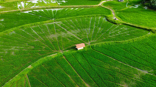 俯瞰翠绿农田美景