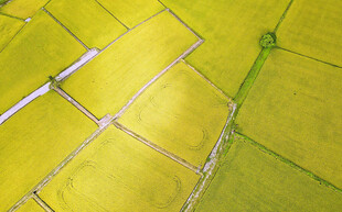 金黄稻田的整齐田垄