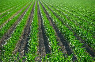 整齐排列的绿色农田