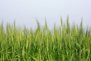 翠绿麦苗生机盎然