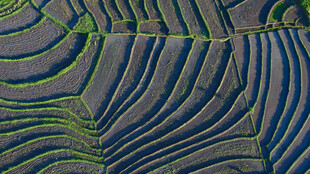 俯瞰壮丽梯田景观