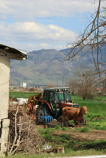 乡村田野边的拖拉机与牛