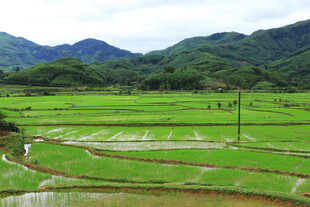 田园稻田风光美景