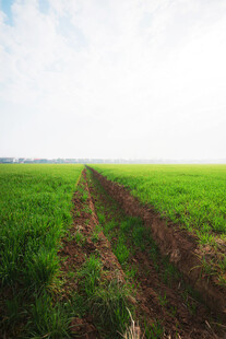 田野间的泥土车辙痕迹