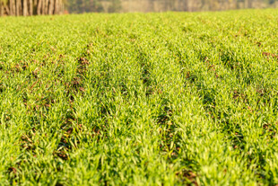 绿色田野中的整齐农作物