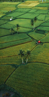 田园风光中的翠绿稻田