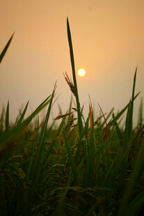 夕阳下的翠绿草地