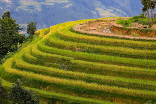 层层叠叠的美丽绿色梯田