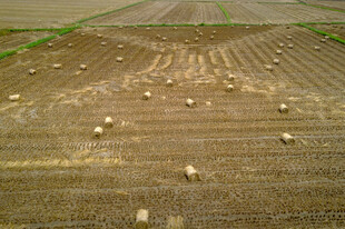 田野中散落的圆形物体