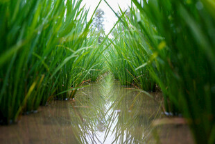 翠绿稻田中的积水小径