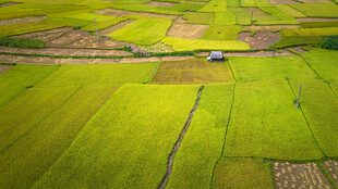 广袤田野绿意盎然