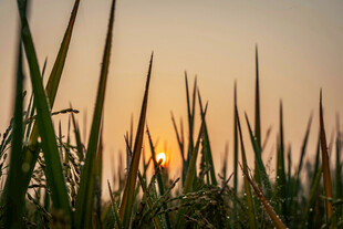 夕阳下的稻田美景