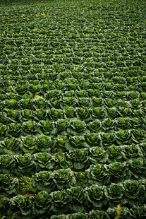 翠绿繁茂的蔬菜种植田地