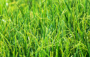 翠绿生机盎然的青青草地