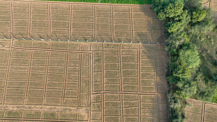 俯瞰农田与绿植景观