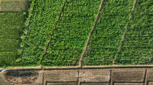 俯瞰绿色农田景观