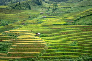 翠绿梯田美景如画
