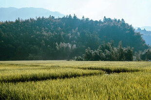金黄稻田与远处山林美景