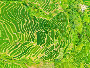翠绿梯田美景