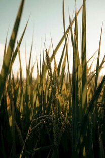 阳光下的金黄稻穗