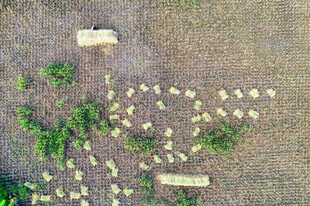 地面绿植与标牌景观