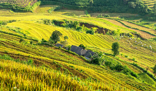 田园风光中的美丽梯田