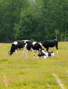 草原上悠闲的黑白花奶牛
