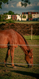 草地边低头吃草的棕色骏马