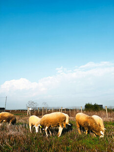 草原上的羊群悠然吃草