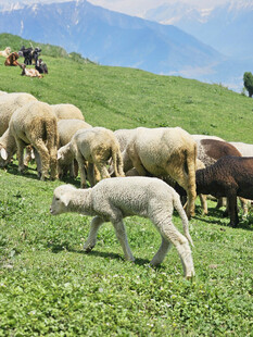 草原上的羊群与小羊羔