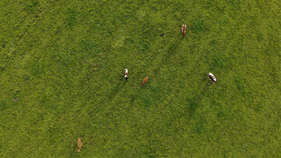 草原上悠闲的放牧场景