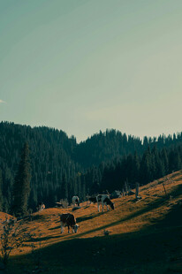 山间牧场羊群悠然景象