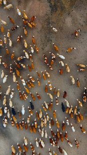 成群蚂蚁聚集画面