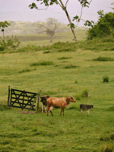 田园牧场景象中的牛群