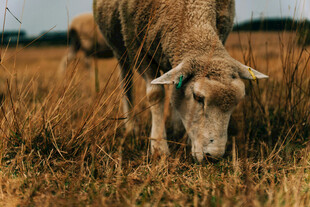 田野中低头吃草的绵羊