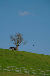 草原孤树旁的静谧景象