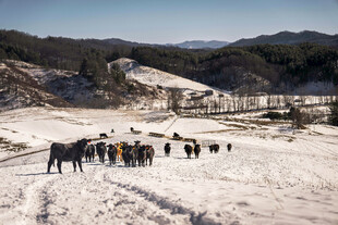 雪地中人群与马匹的景象