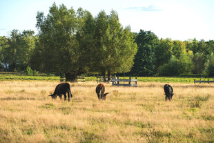 草原上的牛群与葱郁树林